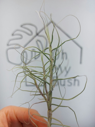 Tillandsia Caerulea Oplątwa