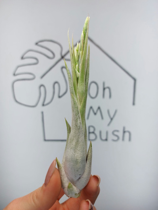 Tillandsia Circinata Oplątwa