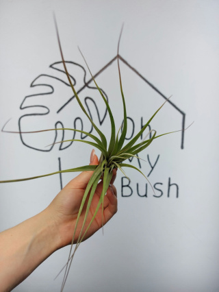 Tillandsia Fasciculata XL Oplątwa