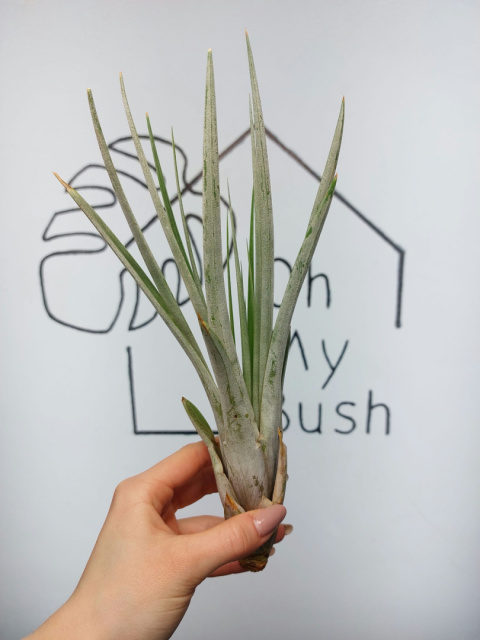 Tillandsia Fasciculata XXL Oplątwa