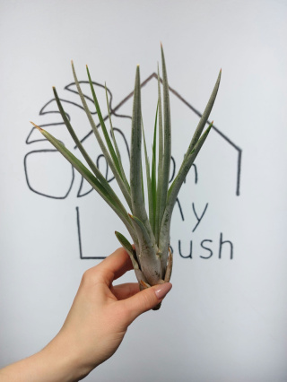 Tillandsia Fasciculata XXL Oplątwa