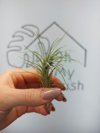 Tillandsia Heteromorpha Oplątwa