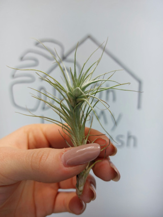 Tillandsia Heteromorpha Oplątwa