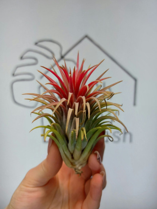 Tillandsia Ionantha Red XL Oplątwa