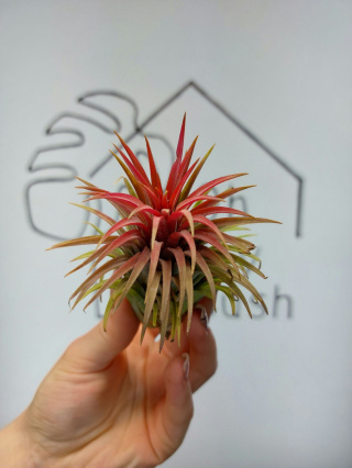 Tillandsia Ionantha Red XL Oplątwa