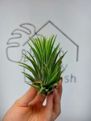 Tillandsia Ionantha Rubra XL Oplątwa