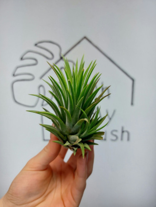 Tillandsia Ionantha Rubra XL Oplątwa