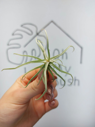 Tillandsia Reichenbachii Oplątwa