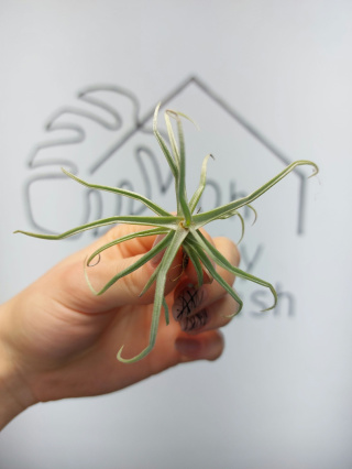 Tillandsia Reichenbachii Oplątwa