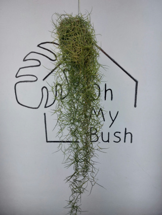 Tillandsia Usneoides Green Oplątwa