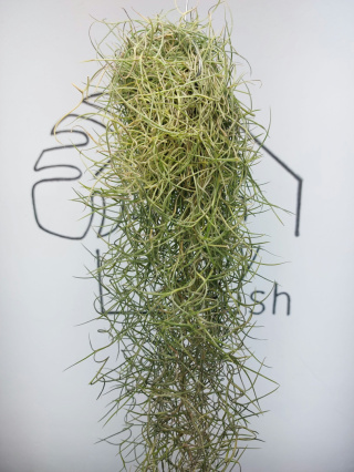 Tillandsia Usneoides Green Oplątwa | 50cm