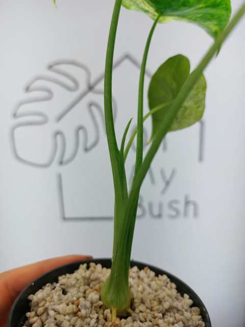 Alocasia Epilithica Variegata | Sadzonka 3 | 25cm