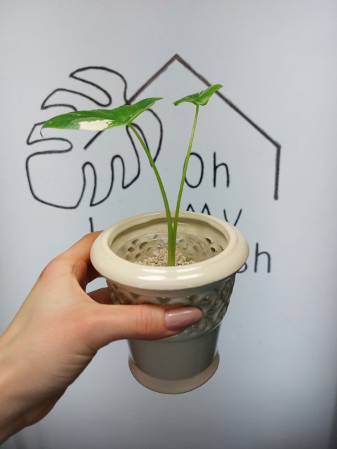 Alocasia Macrorrhiza Variegata | Sadzonka 4 | 15cm