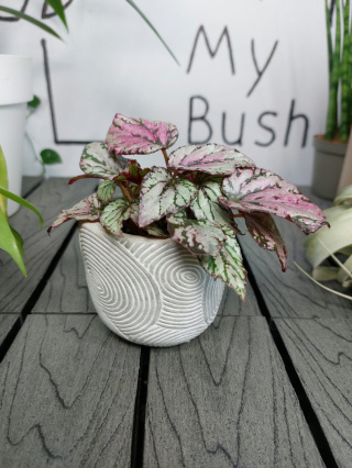 Begonia Rex Hugh McLauchlan | 10cm