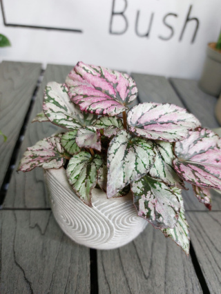 Begonia Rex Hugh McLauchlan | 10cm