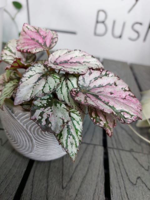 Begonia Rex Hugh McLauchlan | 10cm