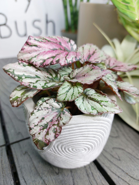 Begonia Rex Hugh McLauchlan | 10cm