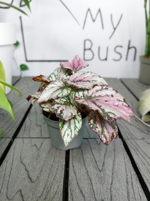 Begonia Rex Hugh McLauchlan | 10cm