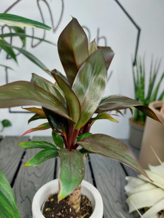 Cordyline Fruticosa Purple Compacta | Kordylina | 20-25cm