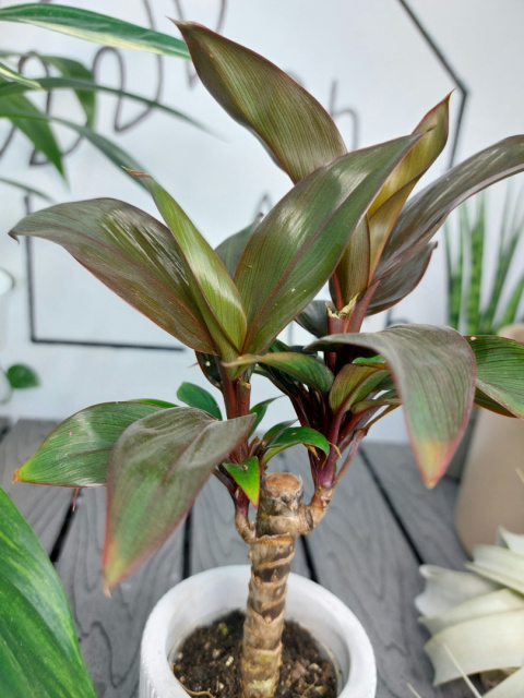 Cordyline Fruticosa Purple Compacta Kordylina | 20-25cm