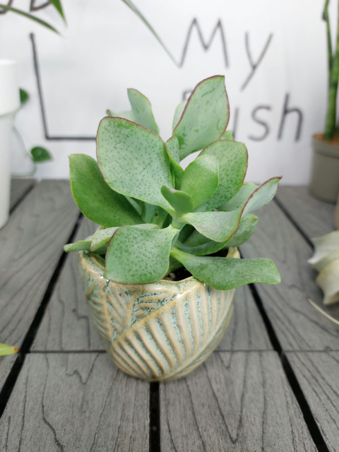 Crassula Arborescens Grubosz | 10-15cm