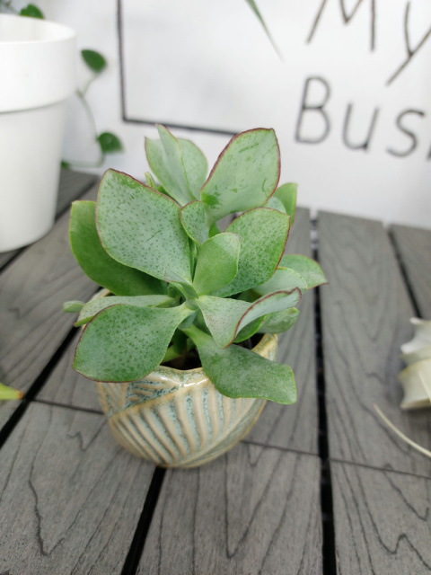 Crassula Arborescens Grubosz | 10-15cm