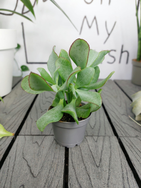 Crassula Arborescens Grubosz | 10-15cm