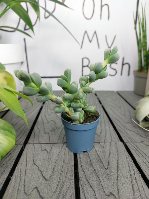 Delosperma Lehmannii | 10-15cm