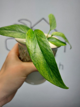 Epipremnum Pinnatum Mint | Sadzonka 2 | 15cm