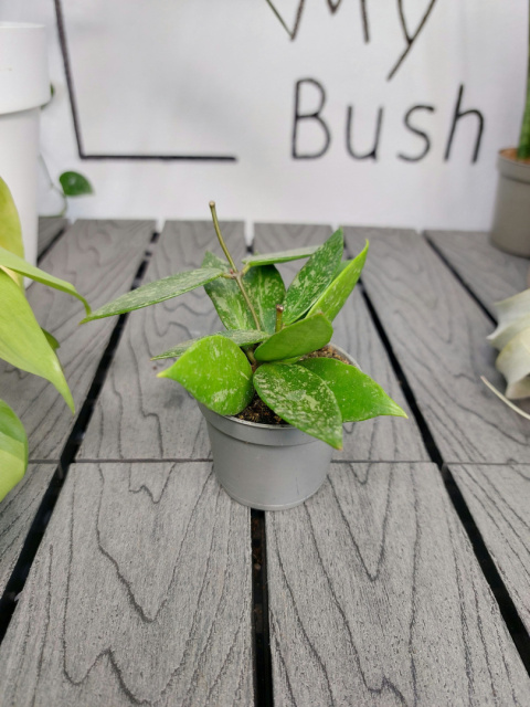 Hoya Carnosa Gracilis (Memoria) | 10cm