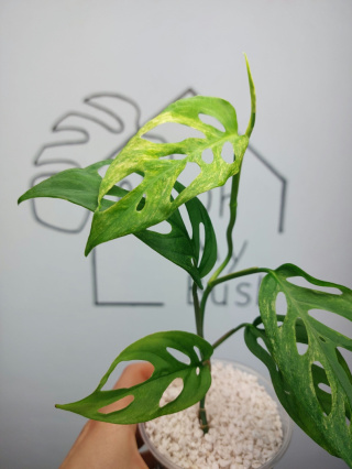 Monstera Acuminata Variegata | Sadzonka 17 | 30cm