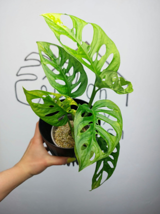 Monstera Adansonii Variegata | Sadzonka 10 | 35cm