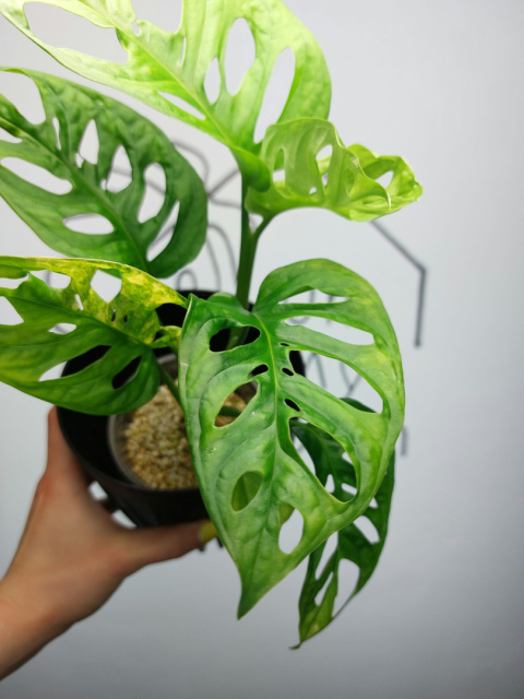 Monstera Adansonii Variegata | Sadzonka 10 | 35cm