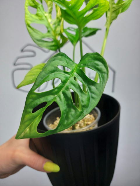 Monstera Adansonii Variegata | Sadzonka 10 | 35cm