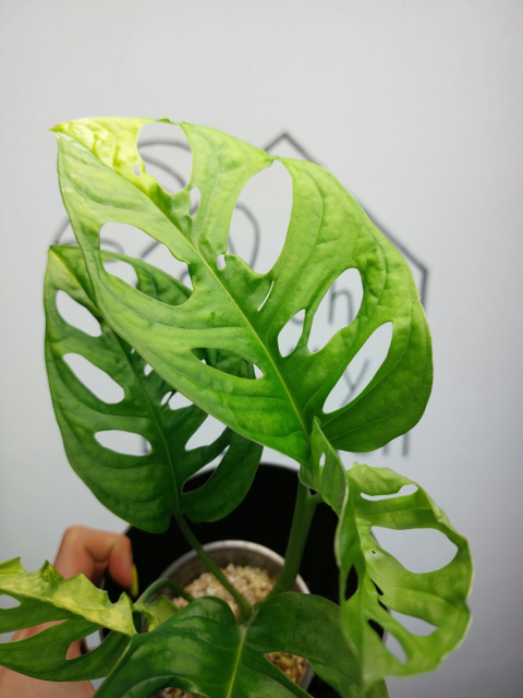 Monstera Adansonii Variegata | Sadzonka 10 | 35cm