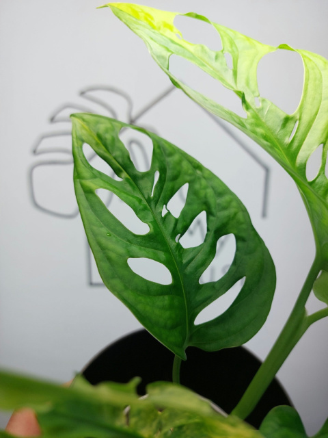 Monstera Adansonii Variegata | Sadzonka 10 | 35cm