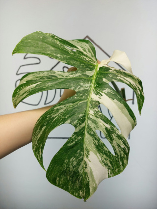 Monstera Albo Variegata | Pędówka 10