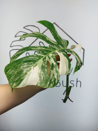 Monstera Albo Variegata | Pędówka 10