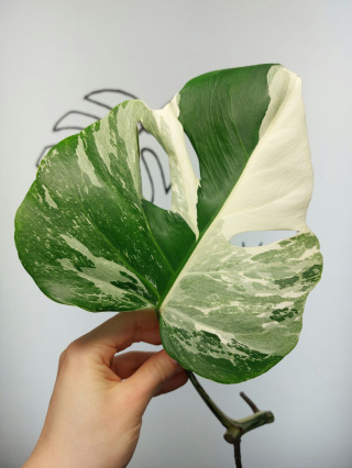 Monstera Albo Variegata | Pędówka 9