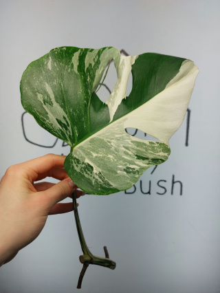 Monstera Albo Variegata | Pędówka 9