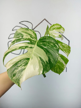 Monstera Albo Variegata | Szczyt 2