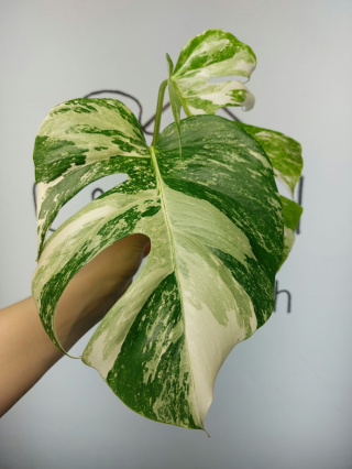 Monstera Albo Variegata | Szczyt 2