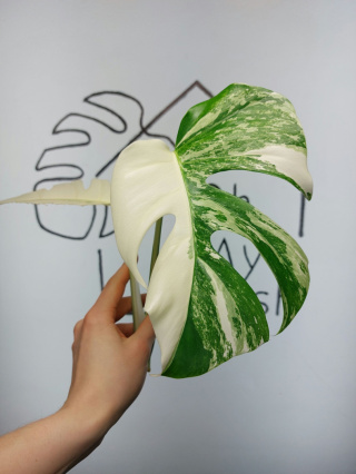 Monstera Albo Variegata | Szczyt 3