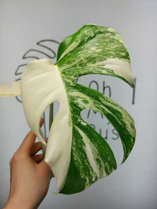 Monstera Albo Variegata | Szczyt 3