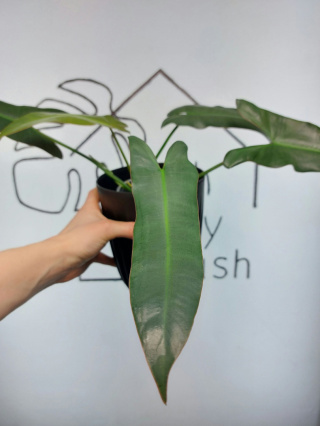 Philodendron Atabapoense | 30-40cm