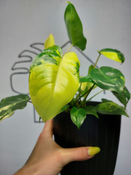 Philodendron Burle Marx Variegata | Sadzonka 8 | 30cm