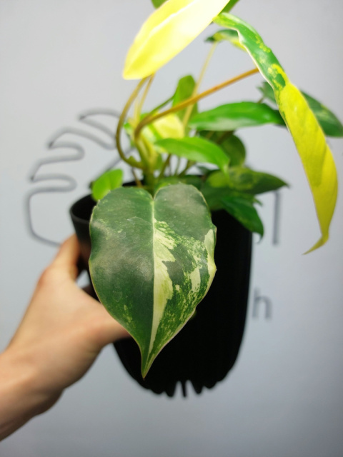 Philodendron Burle Marx Variegata | Sadzonka 8 | 30cm