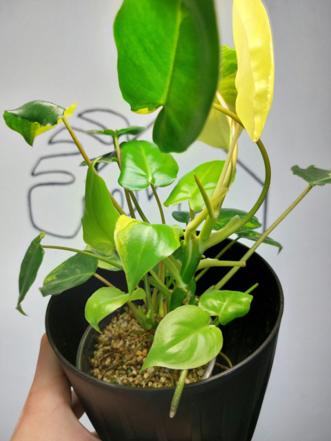 Philodendron Burle Marx Variegata | Sadzonka 8 | 30cm