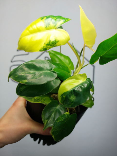 Philodendron Burle Marx Variegata | Sadzonka 8 | 30cm