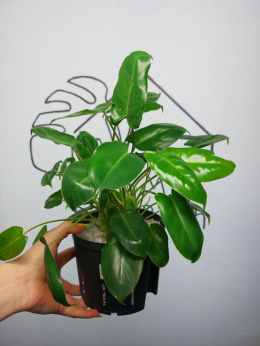 Philodendron Burle Marx | 30-35cm